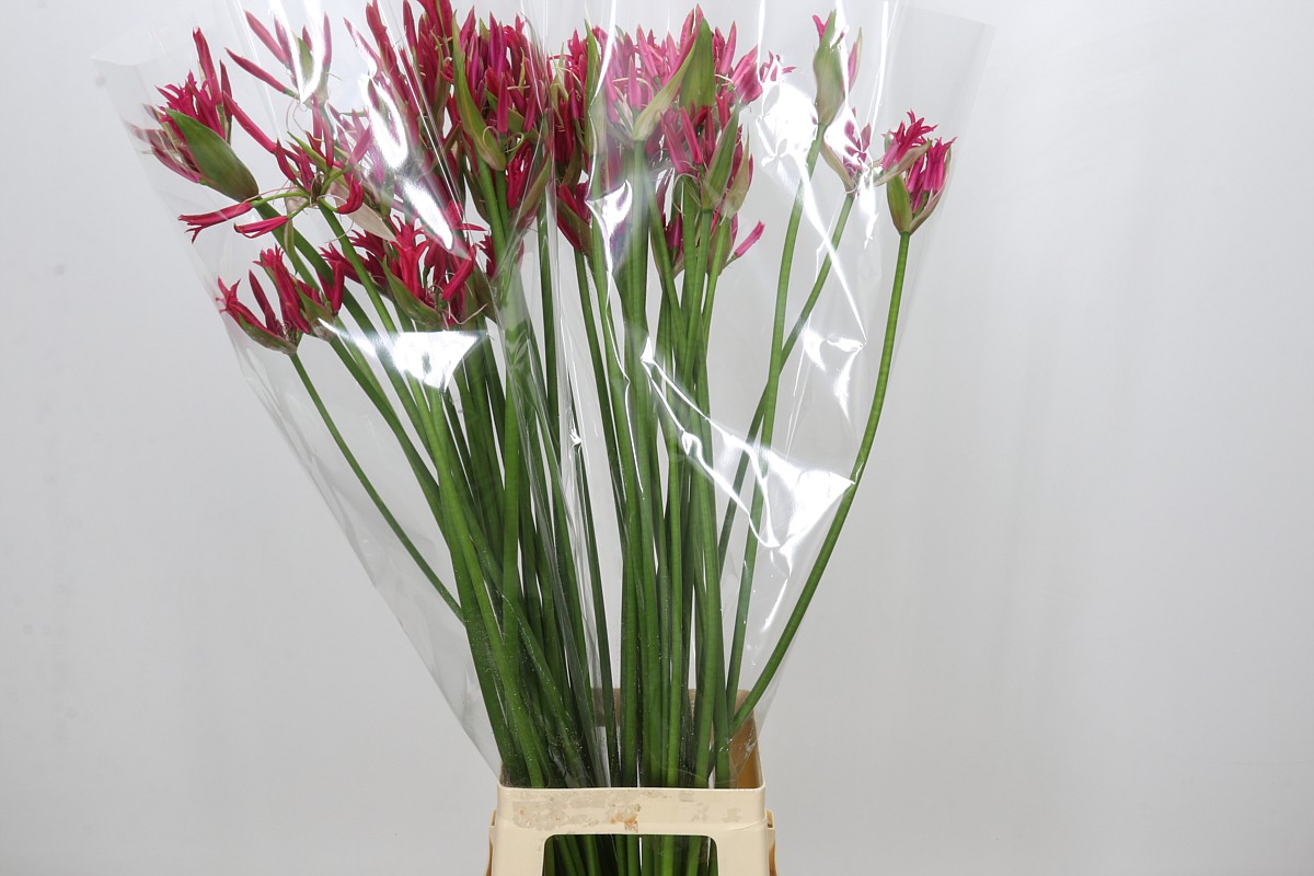 Ne Co El Pearls Cher 90cm