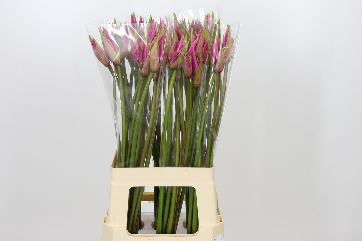Amarine Paris 70cm