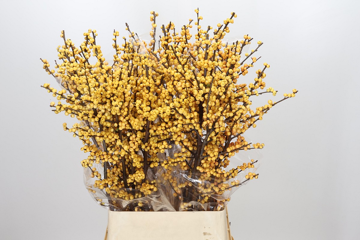 Ilex Citronella 100cm