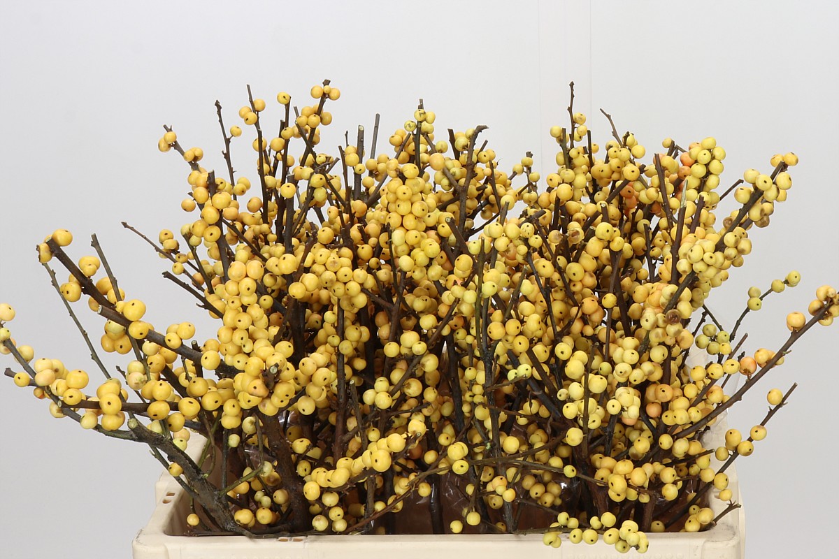 Ilex Citronella 50cm