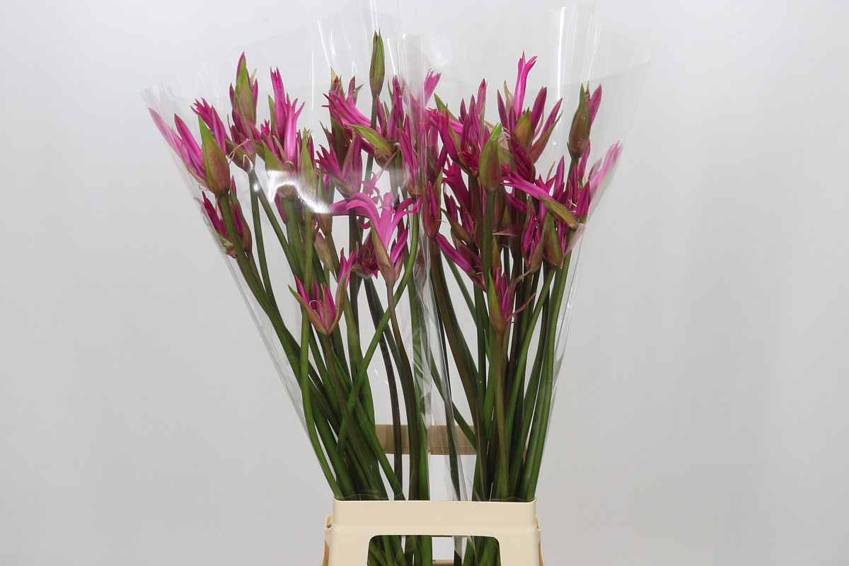 Nerine Amarine Dark Pink 70cm