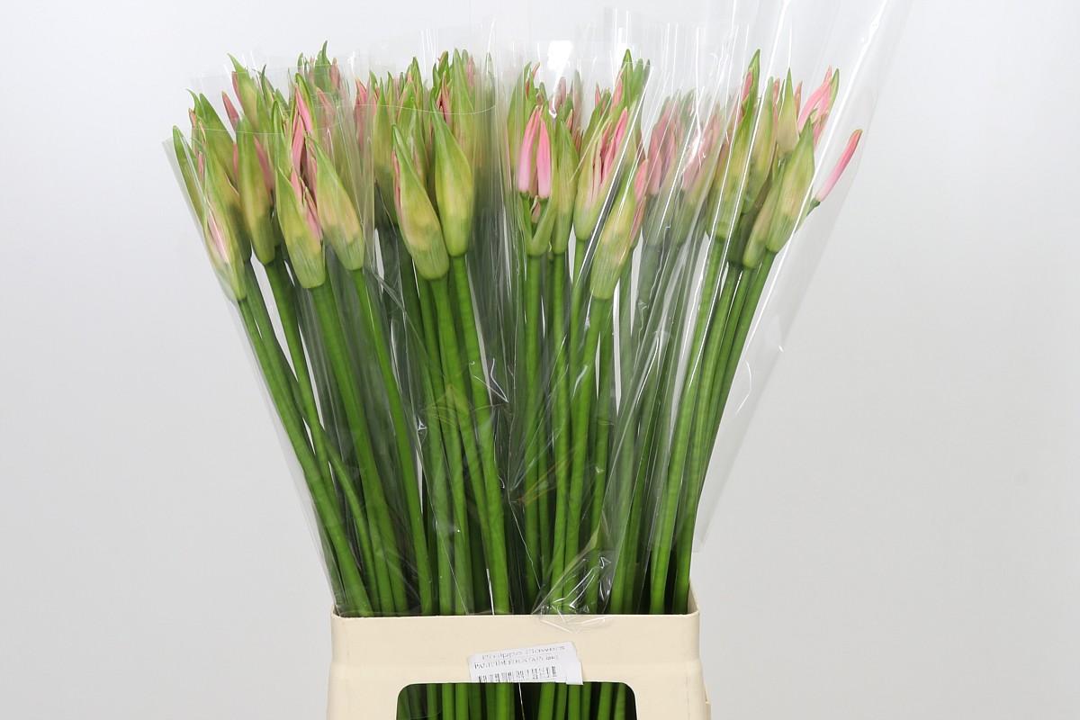 Nerine Vesta K 70cm