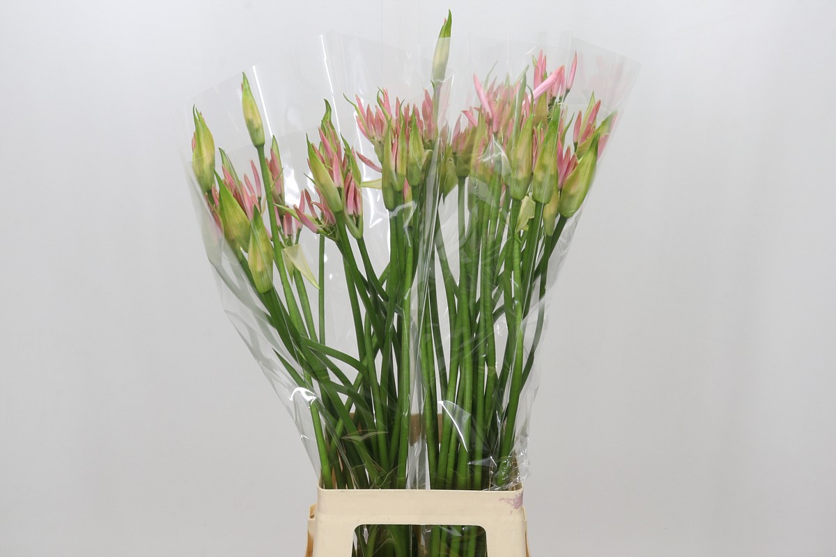 Nerine Vesta K 70cm