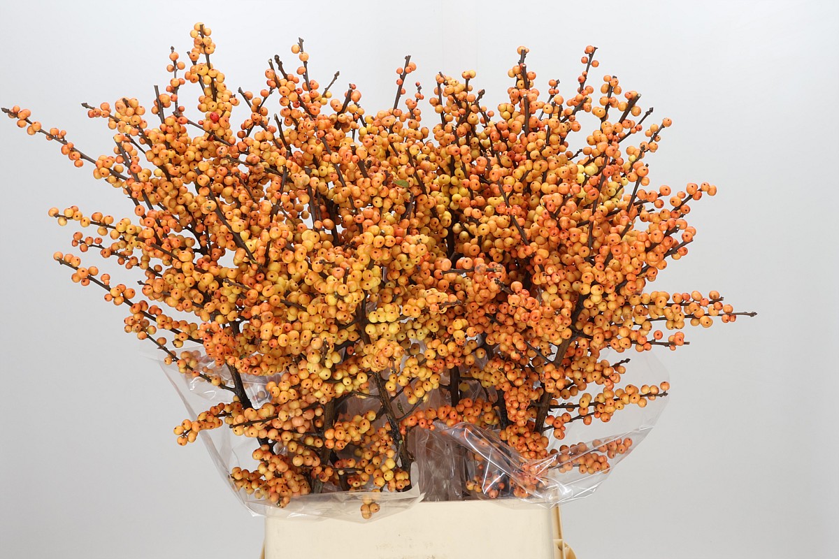 Ilex Gresgold 100cm