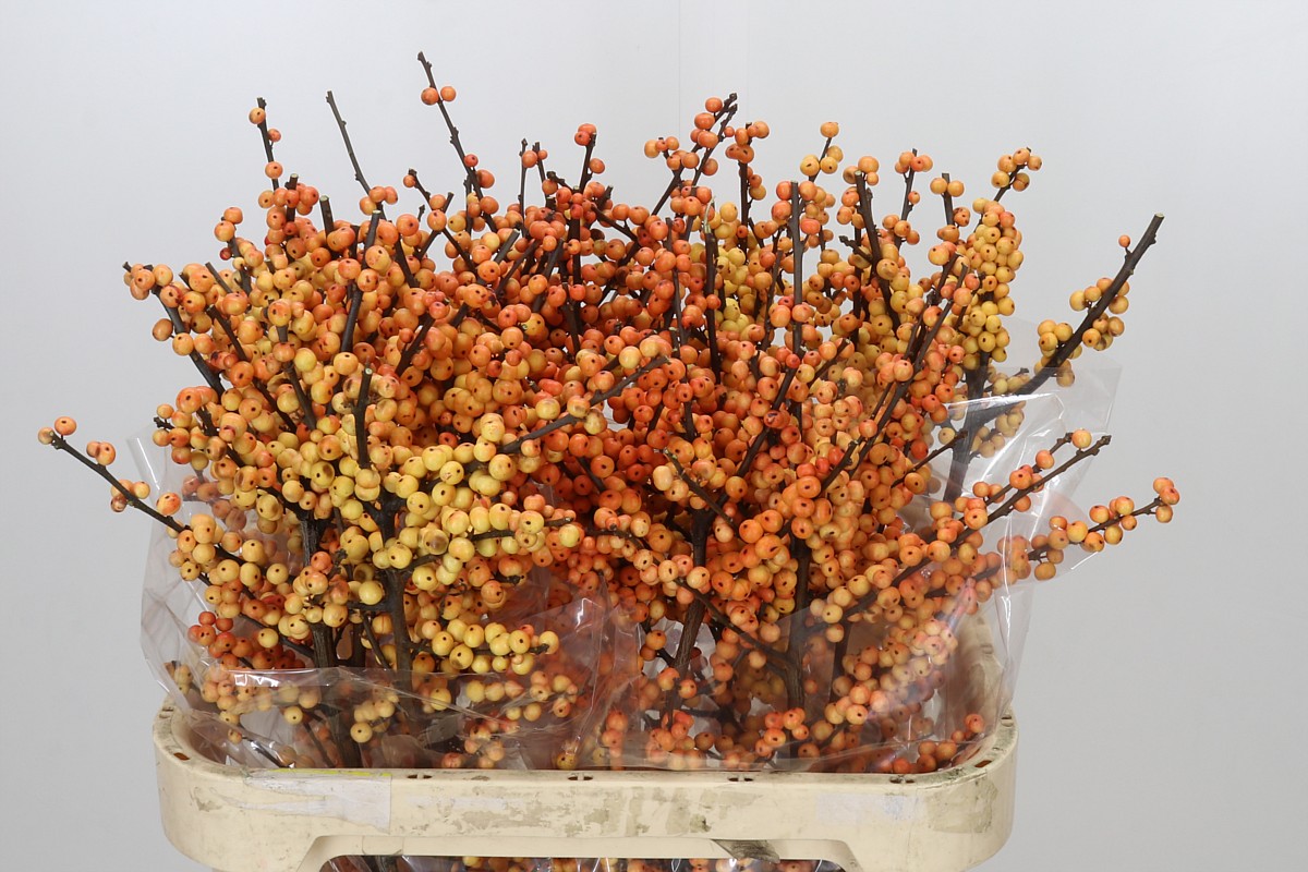 Ilex Gresgold 80cm