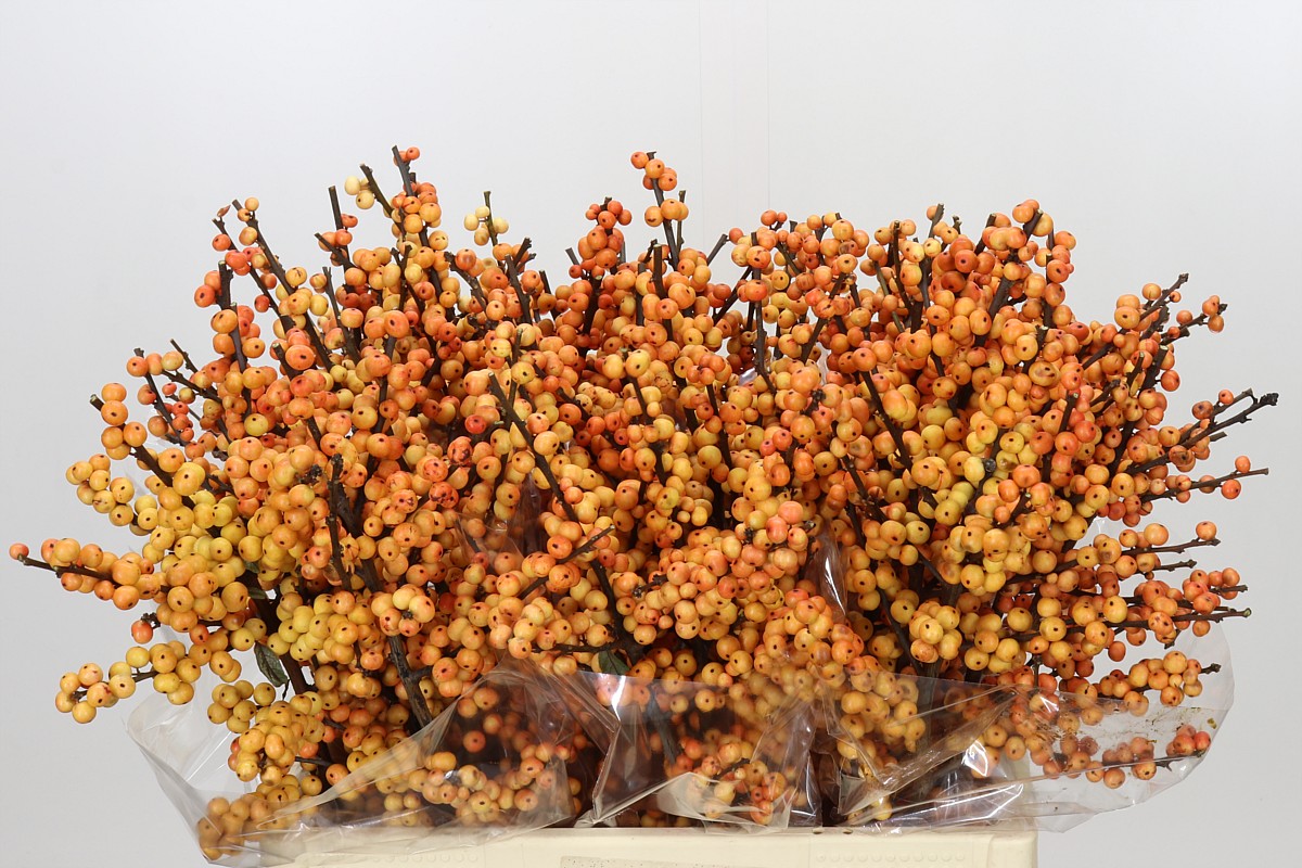 Ilex Gresgold 60cm