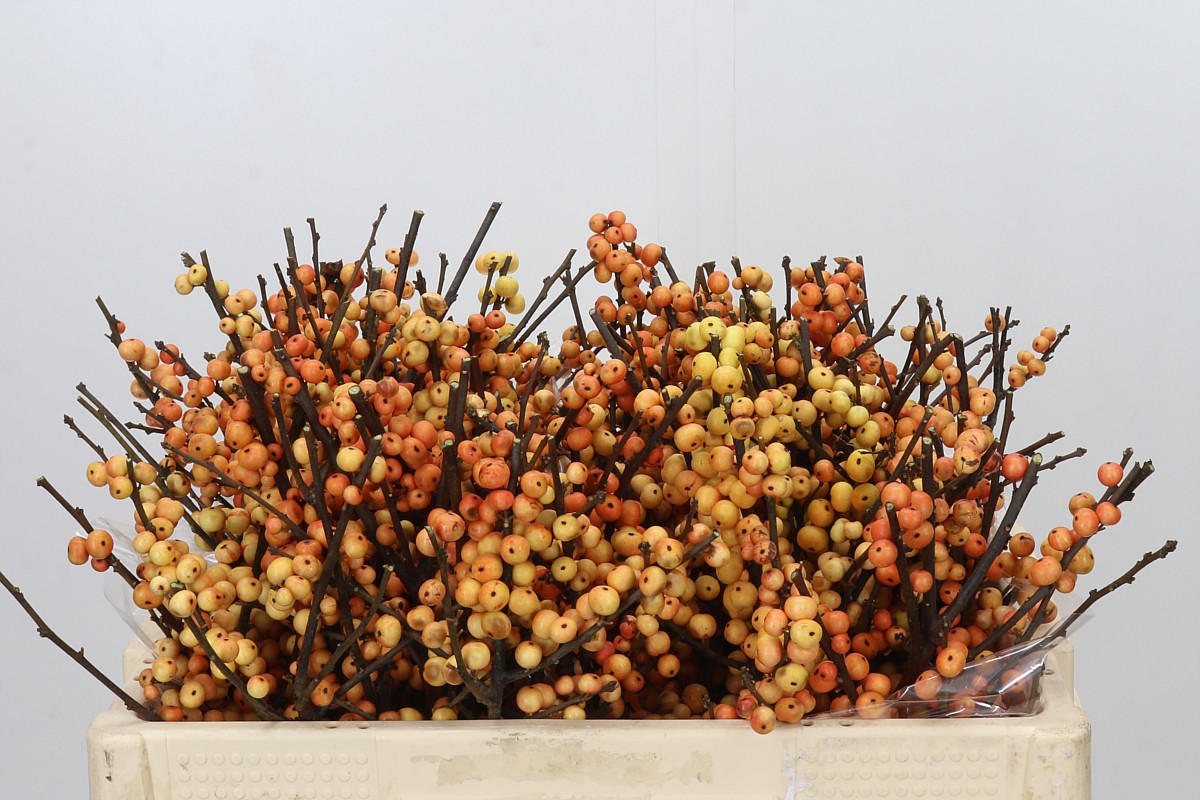 Ilex Gresgold 50cm
