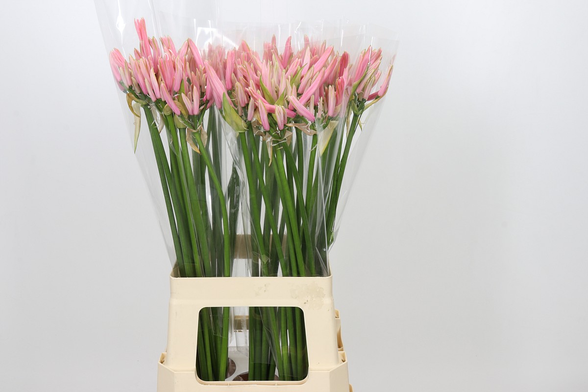 Ne Elegance Casandra 70cm