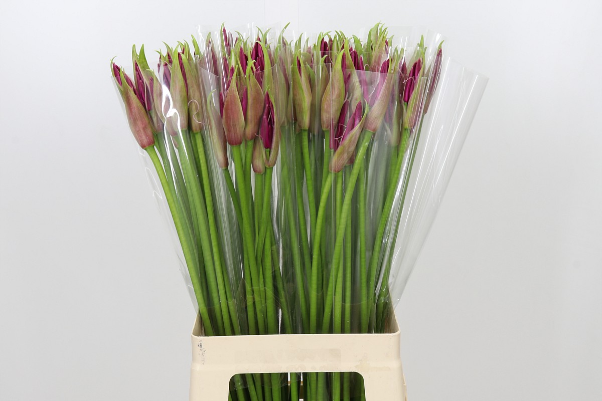 Nerine Mister Nick 70cm