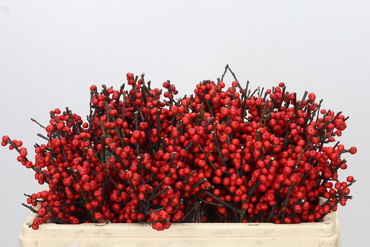 Ilex Verticlilata 50cm