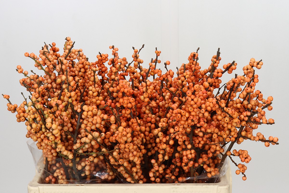 Ilex Winter Gold 50cm