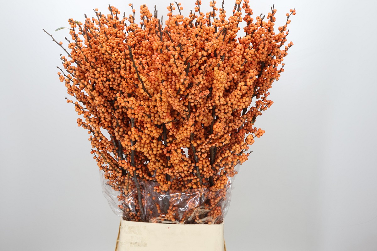 Ilex Winter Gold 120cm