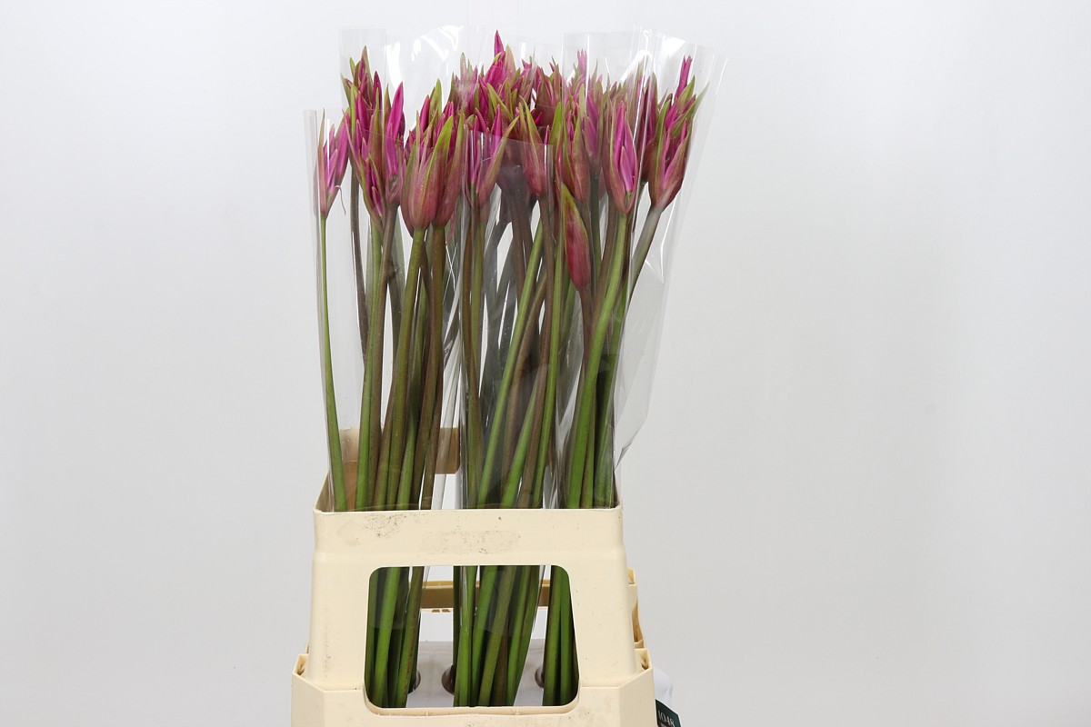 Nerine Amarine Dark Pink 70cm