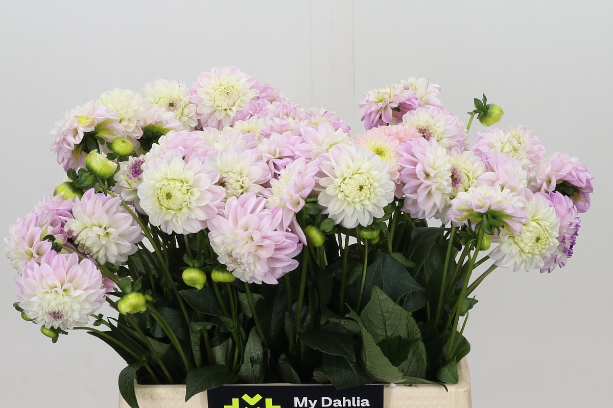 Dahlia Ball Genova 40cm