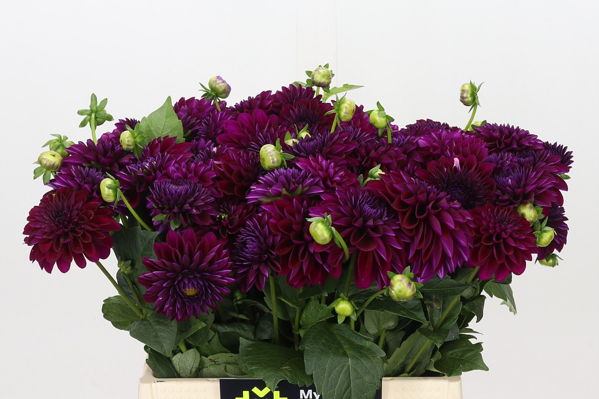 Dahlia Duke Duwen 40cm