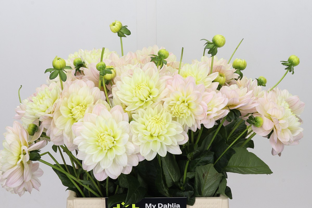Dahlia Dianas Memory 40cm