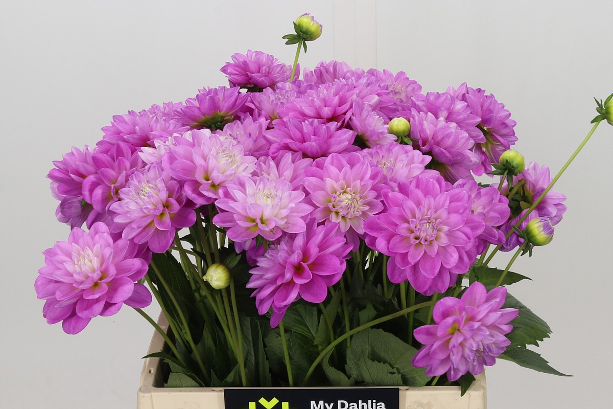 Dahlia 40cm