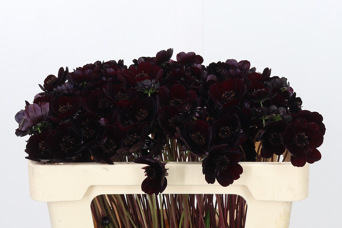 Cosmos Black Beauty 50cm