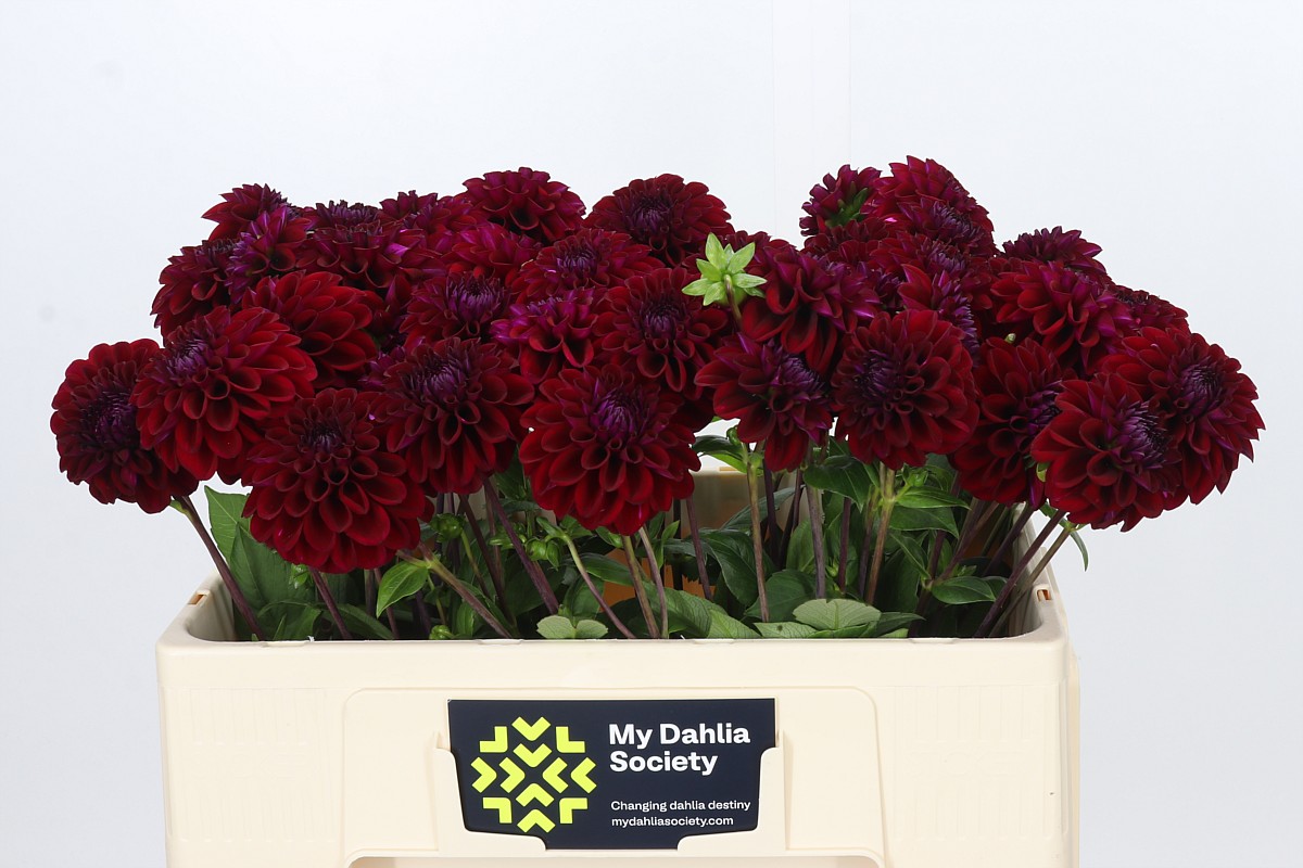 Dahlia Black Fox 50cm
