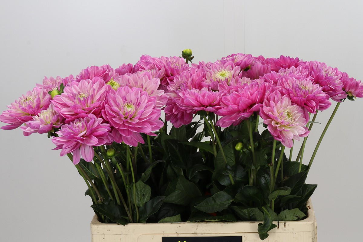 Dahlia 60cm