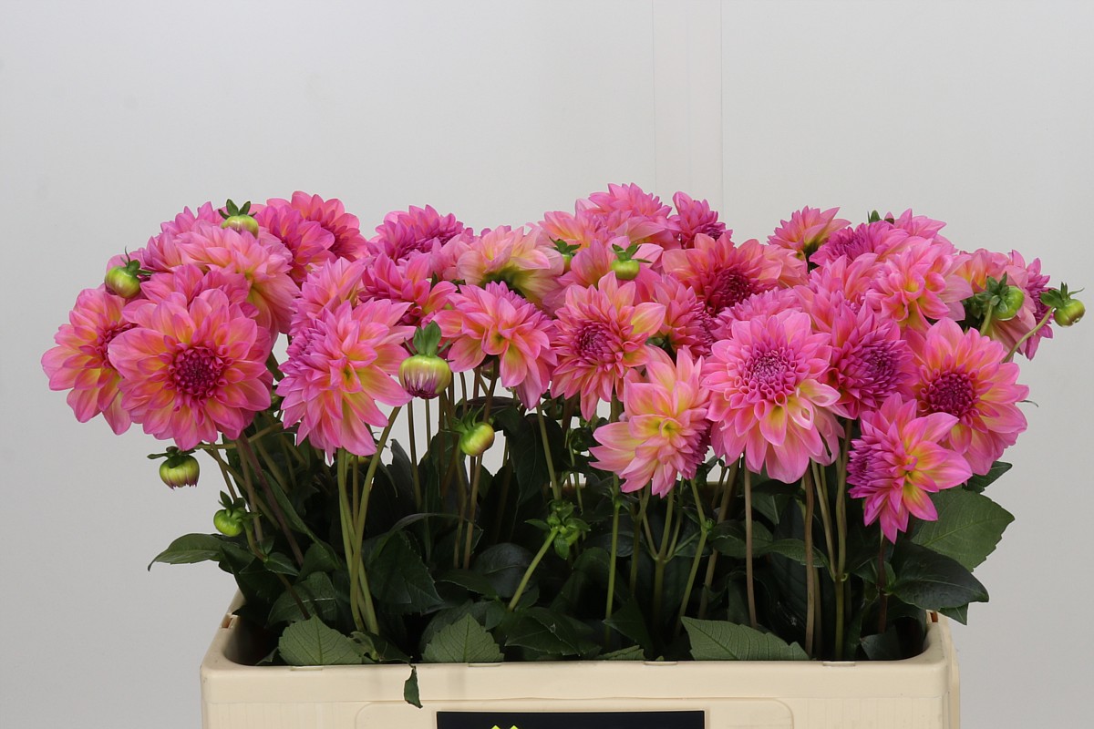 Dahlia Esli 50cm