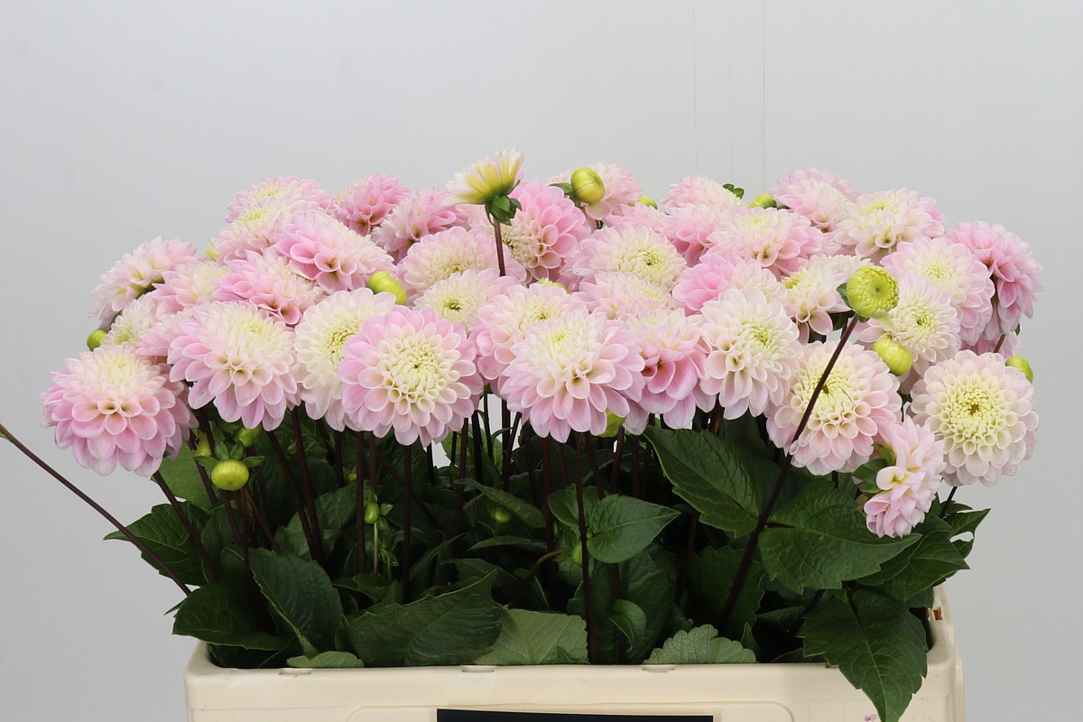 Dahlia Ball Wizz Of Oz 50cm