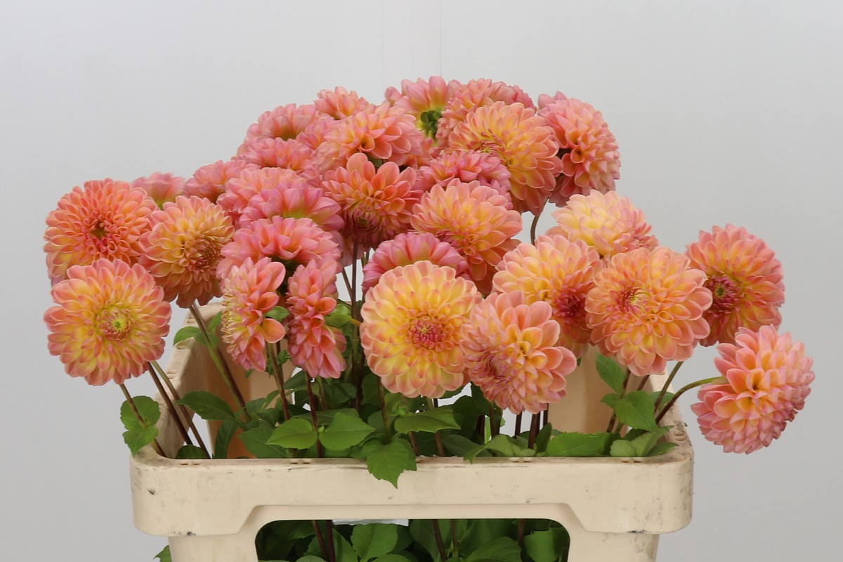 Dahlia Late 60cm