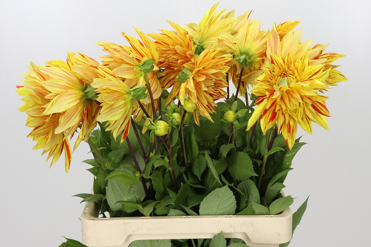 Dahlia Striped Vulcan 60cm