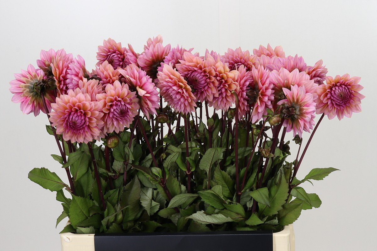 Dahlia 60cm