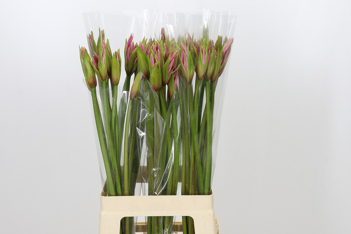 Nerine Amarine Light Pink 70cm