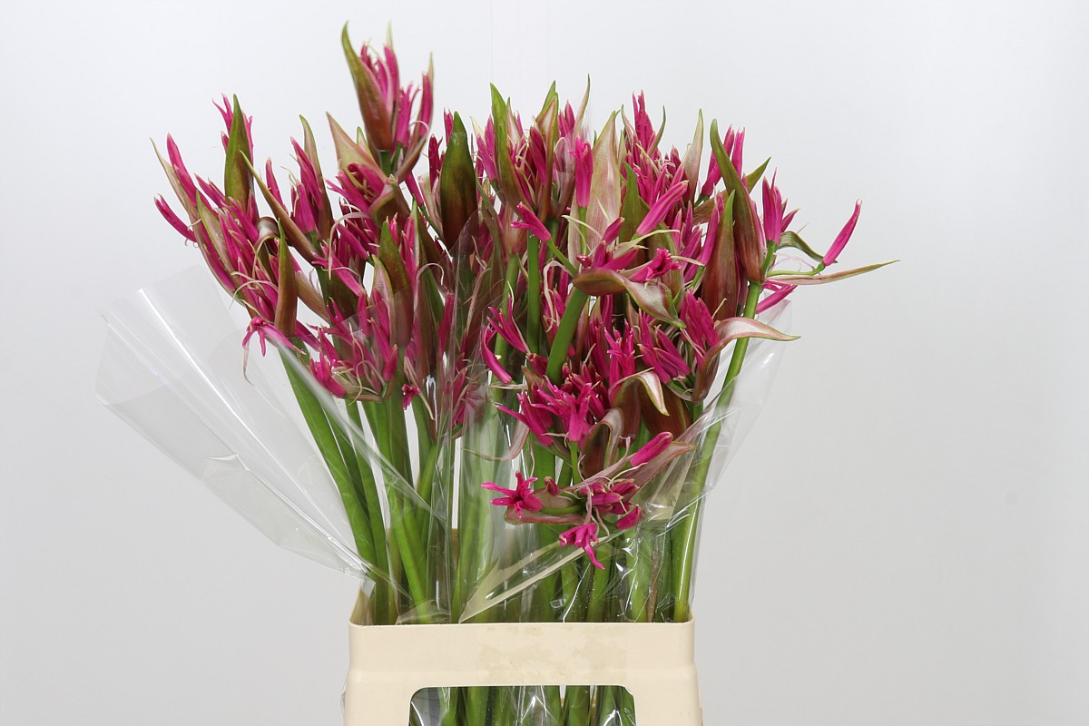 Nerine 60cm