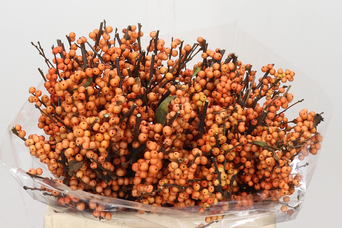 Ilex Winter Gold 40cm