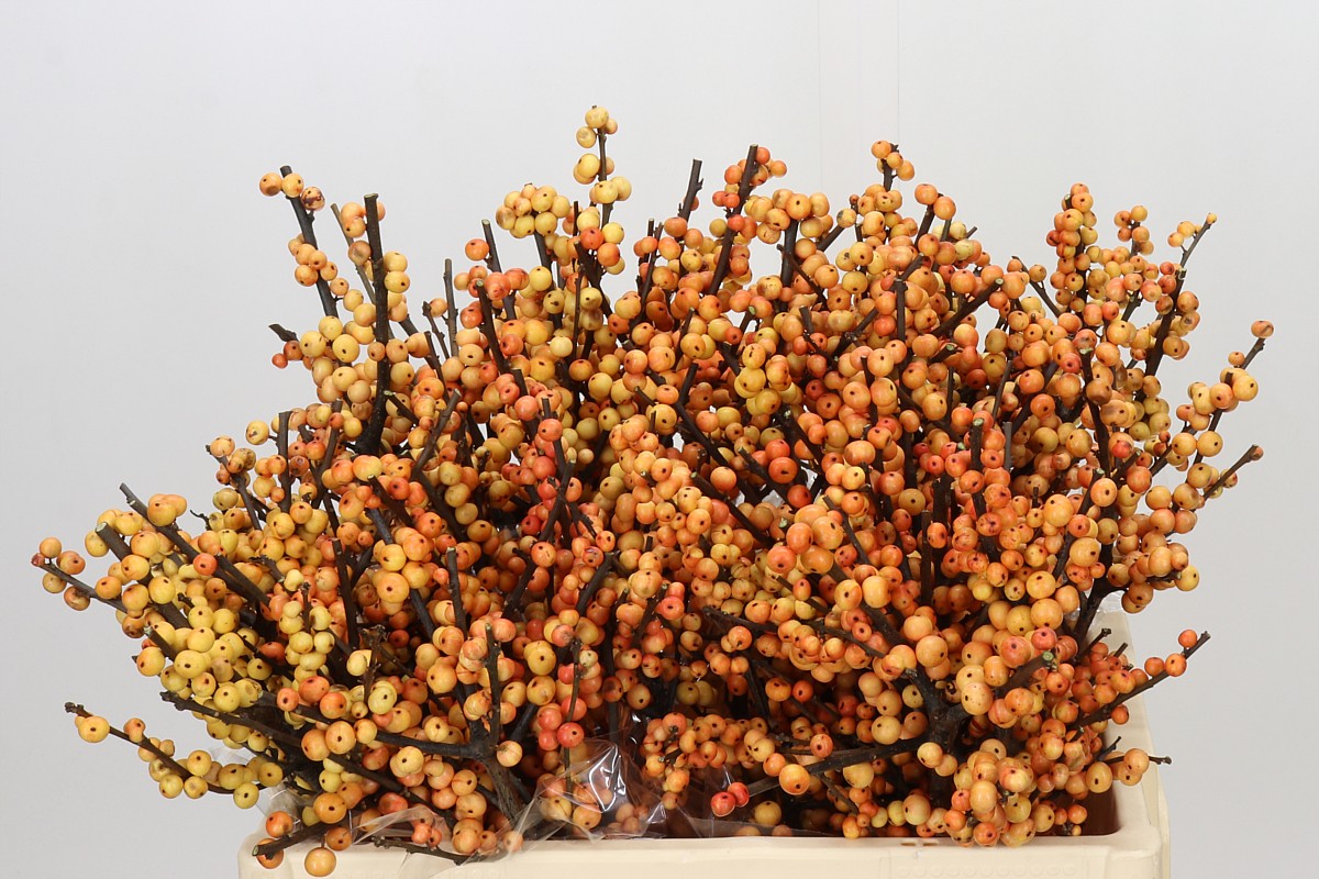 Ilex Gresgold 50cm