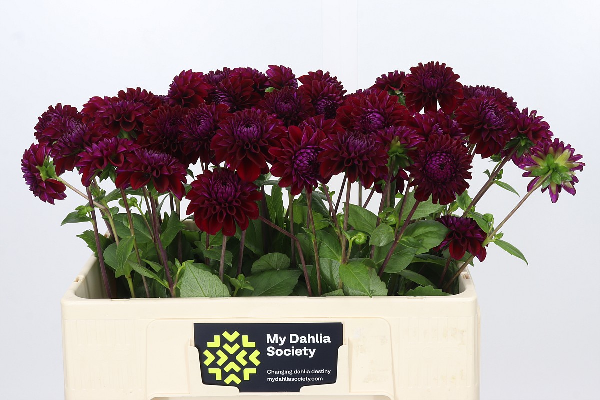 Dahlia Black Fox 50cm