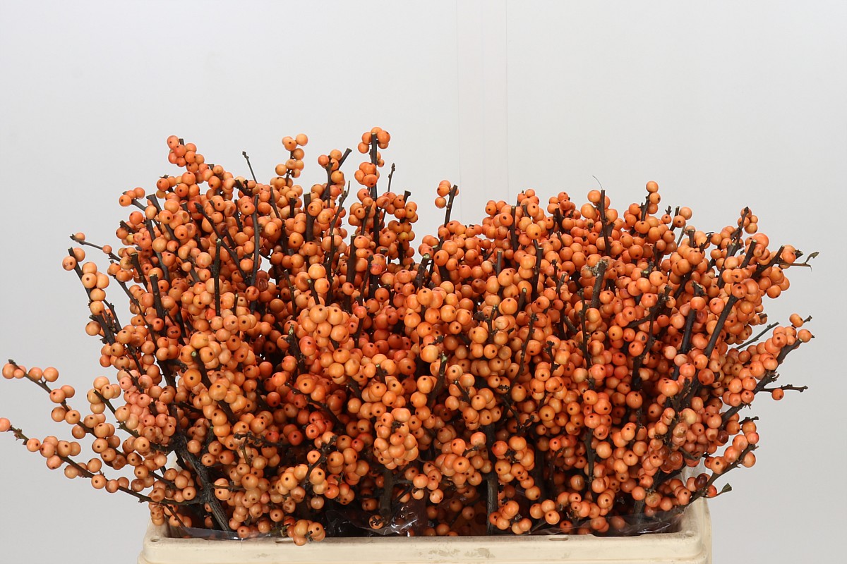 Ilex Winter Gold 50cm