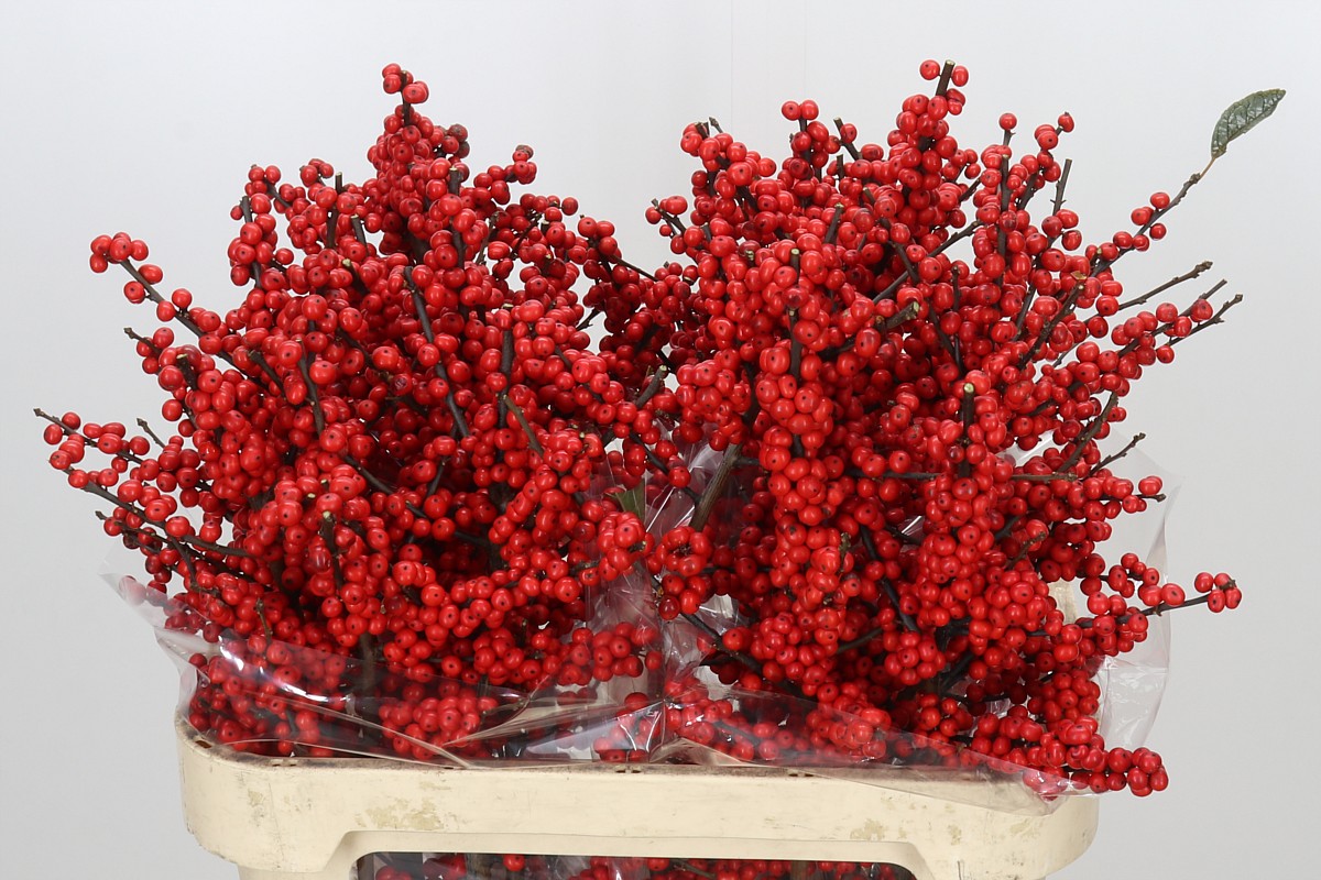 Ilex Verticlilata 80cm