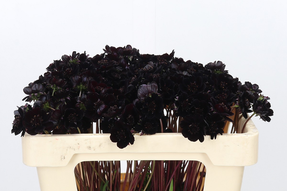 Cosmos Black Beauty 50cm