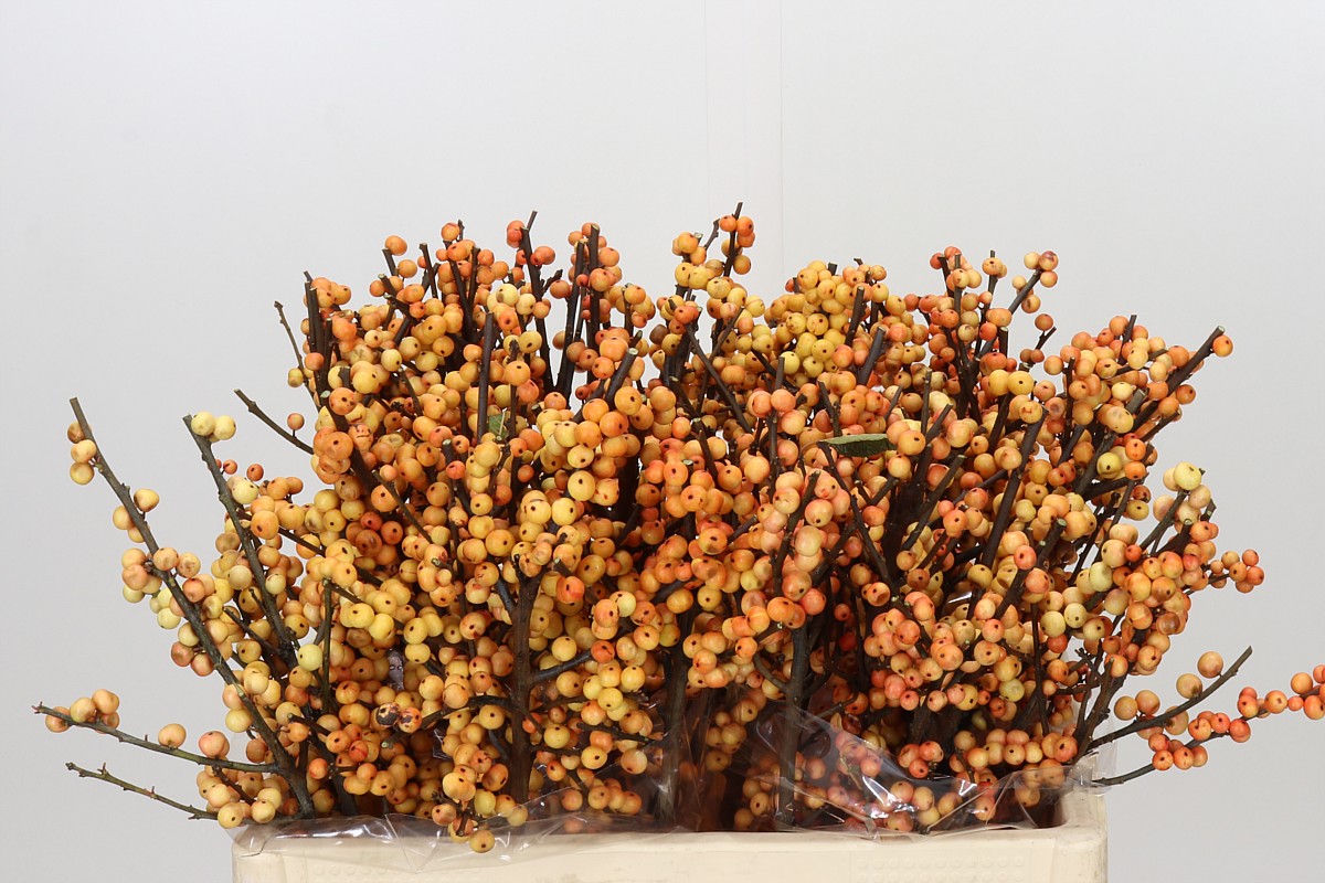 Ilex Gresgold 50cm