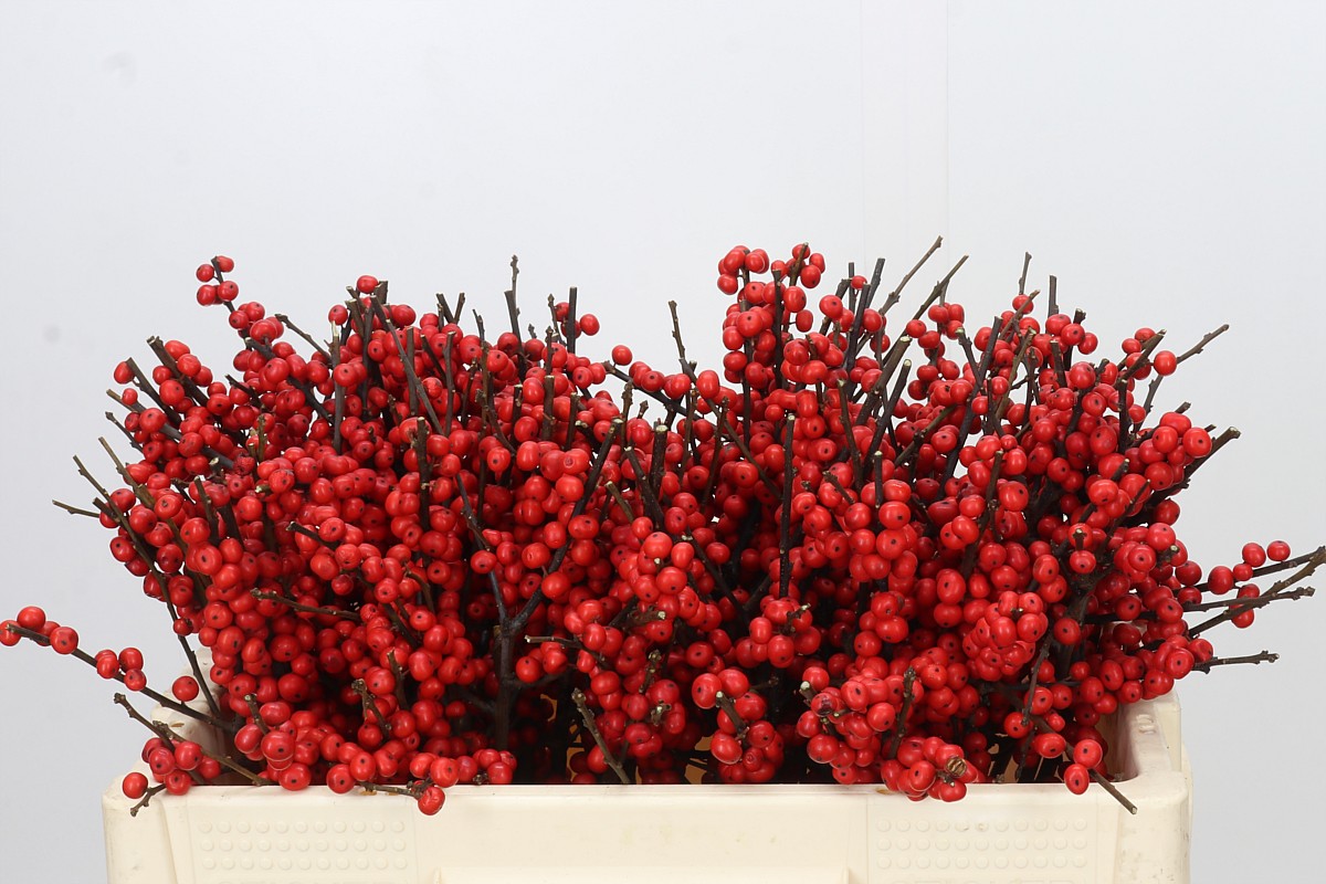 Ilex Verticlilata 50cm