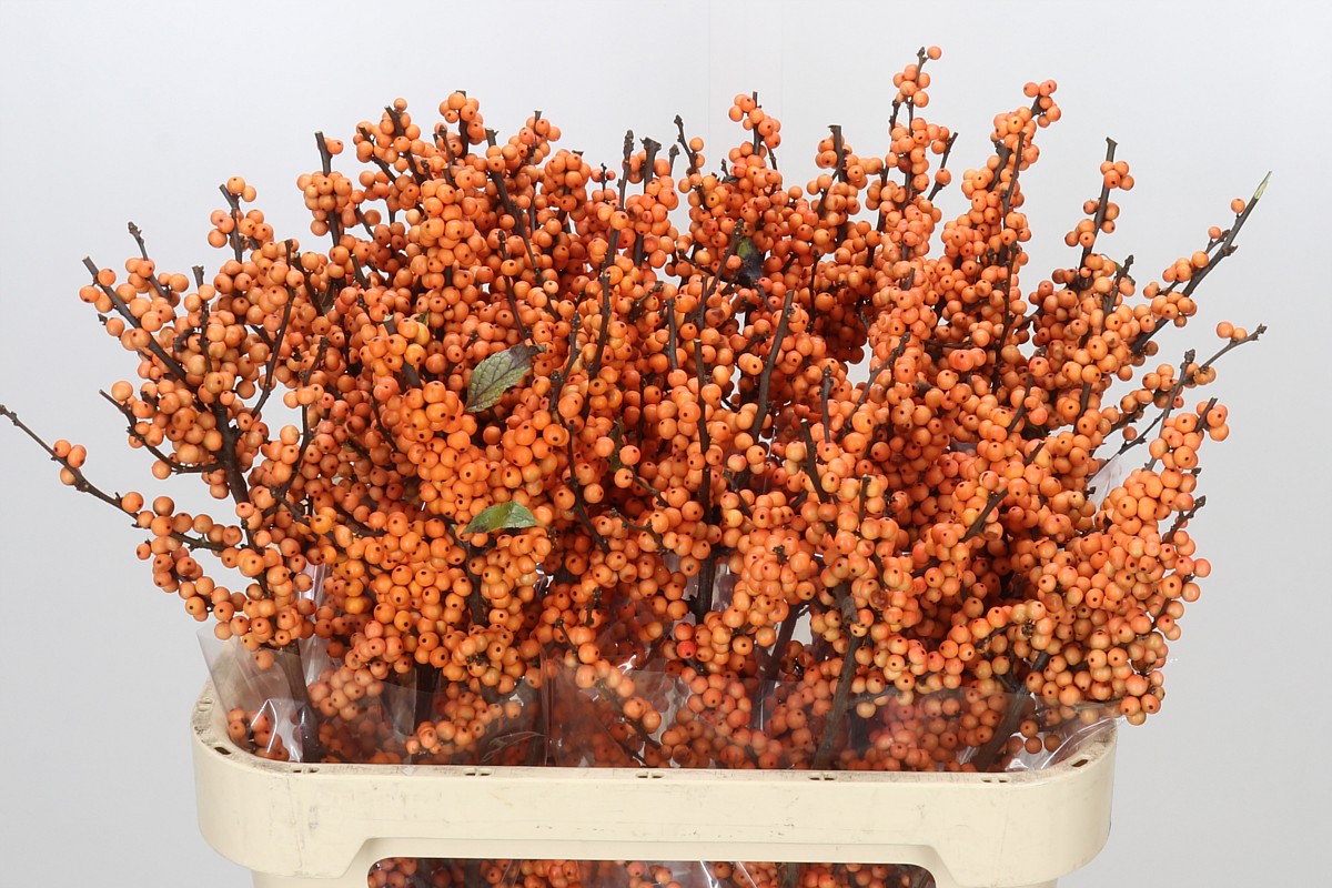 Ilex Winter Gold 80cm