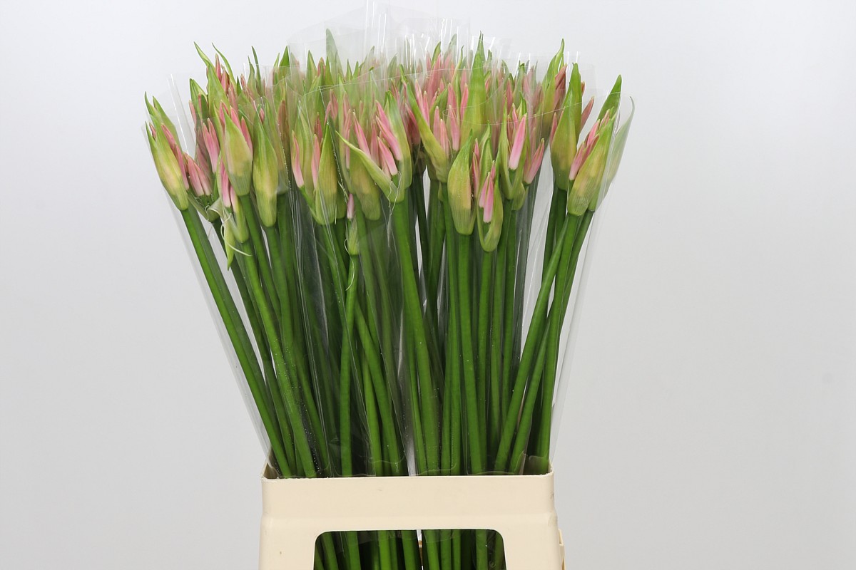 Nerine Vesta K 70cm