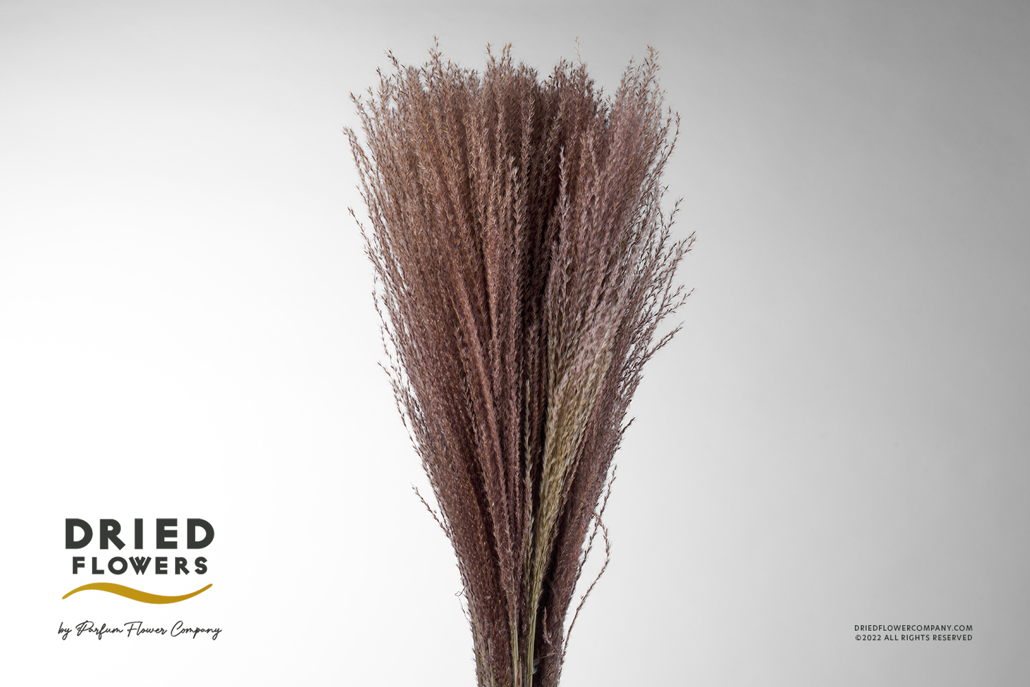 Dried Miscanthus Natural
