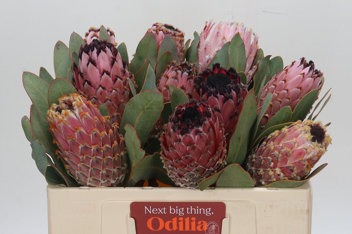 Protea Barbigera 50cm