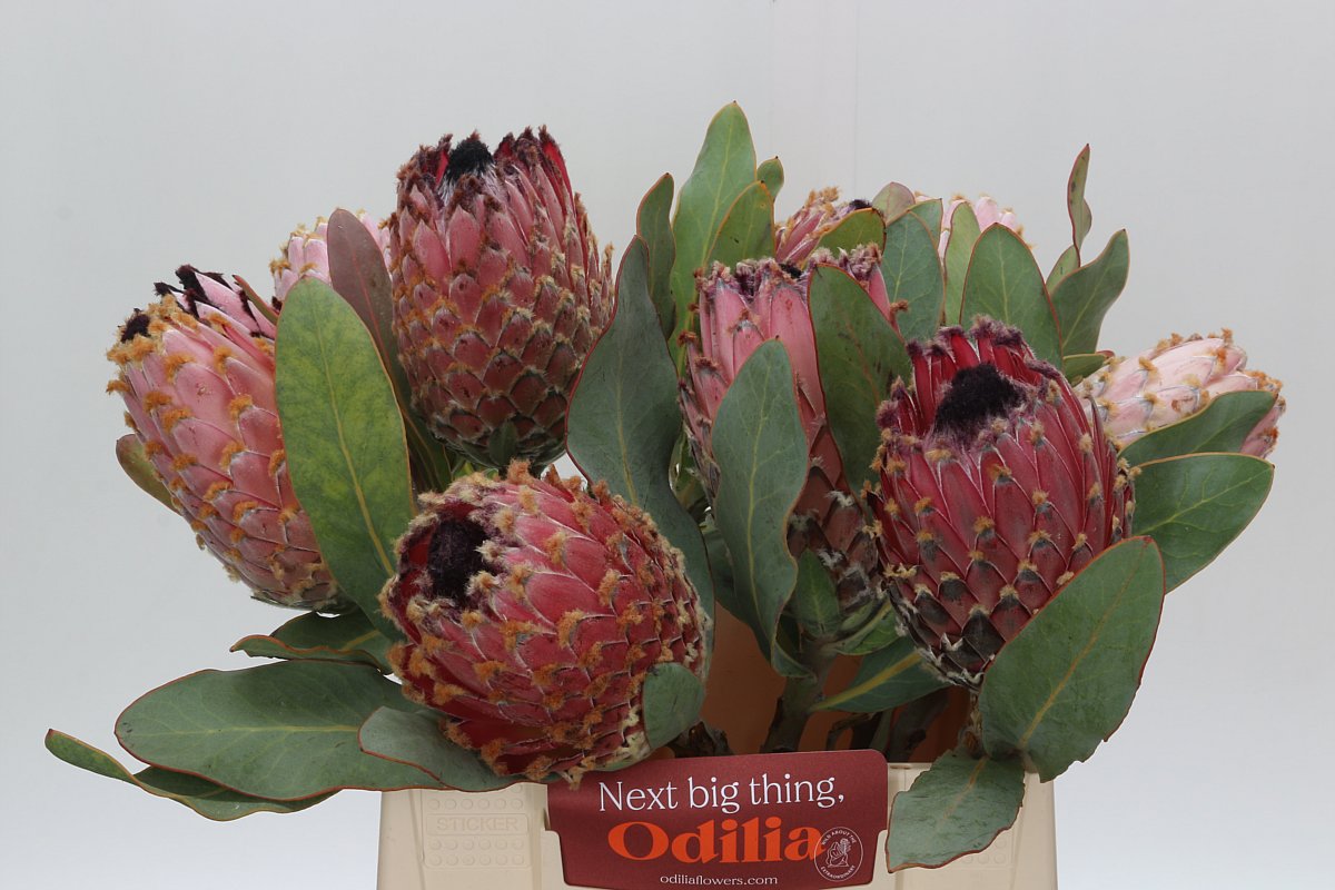 Protea Barbigera 40cm