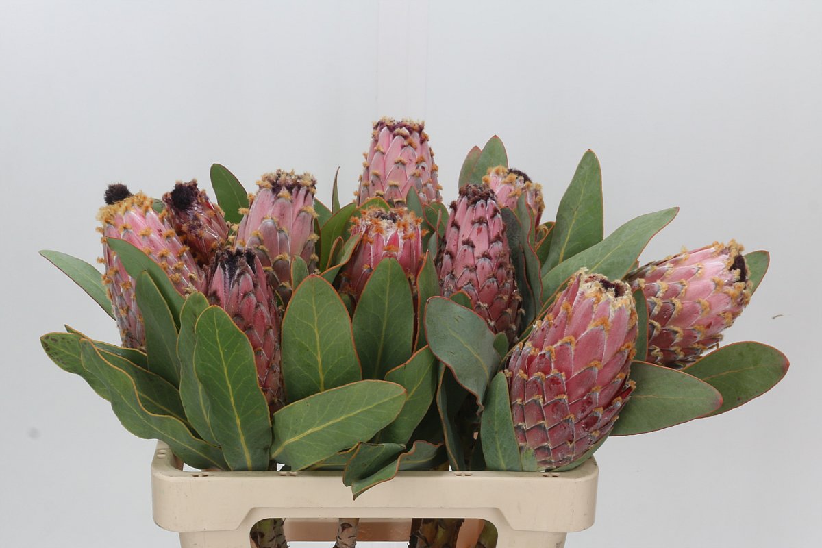 Protea Barbigera 60cm