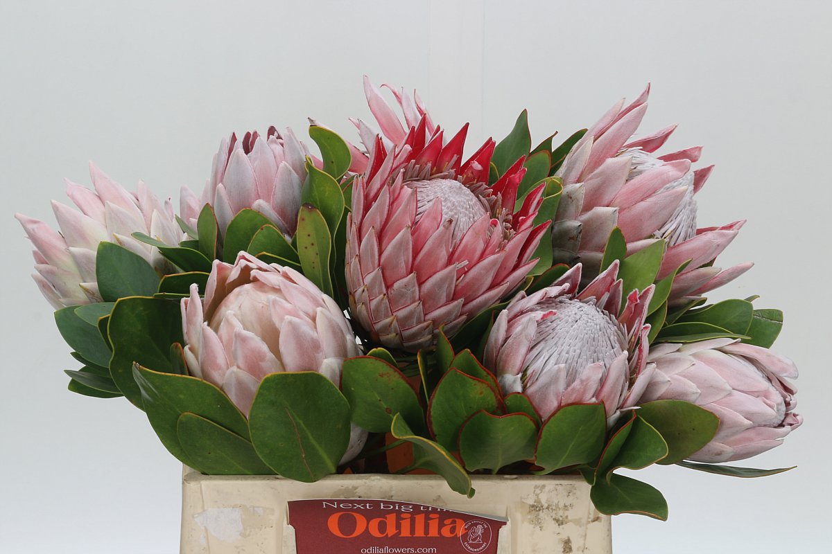 Protea Cynaroides 40cm