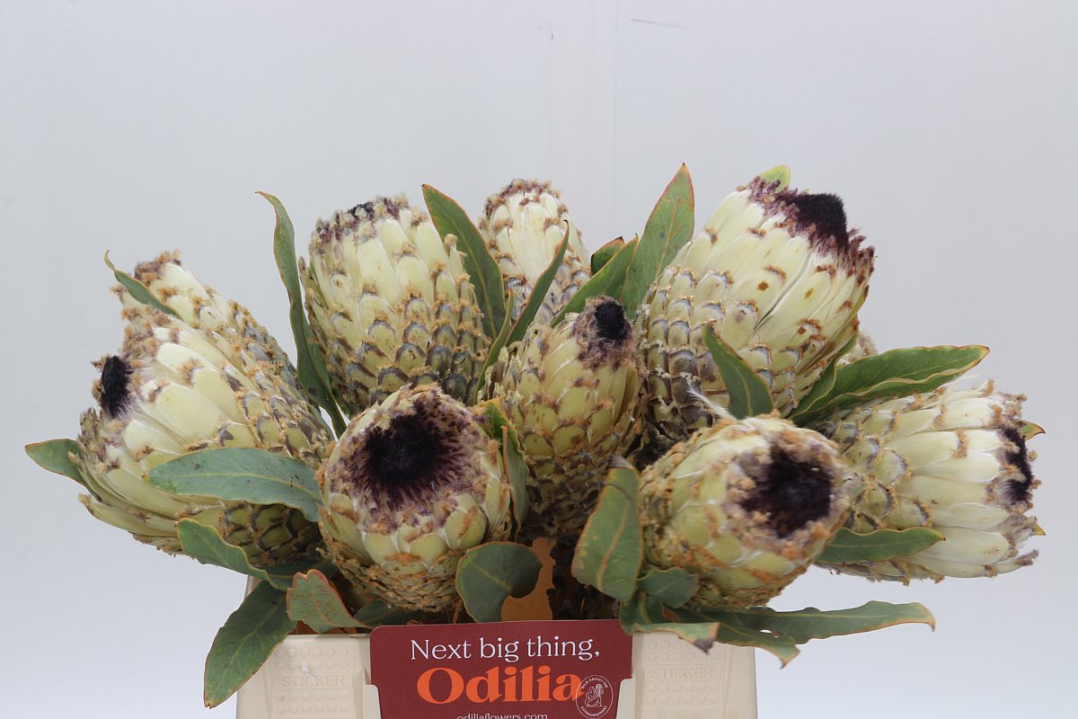 Protea Barbigera Ice Queen 40cm