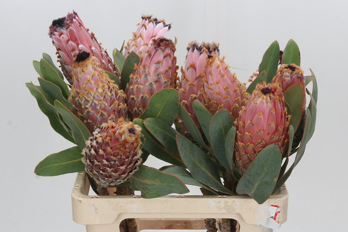 Protea Barbigera 60cm