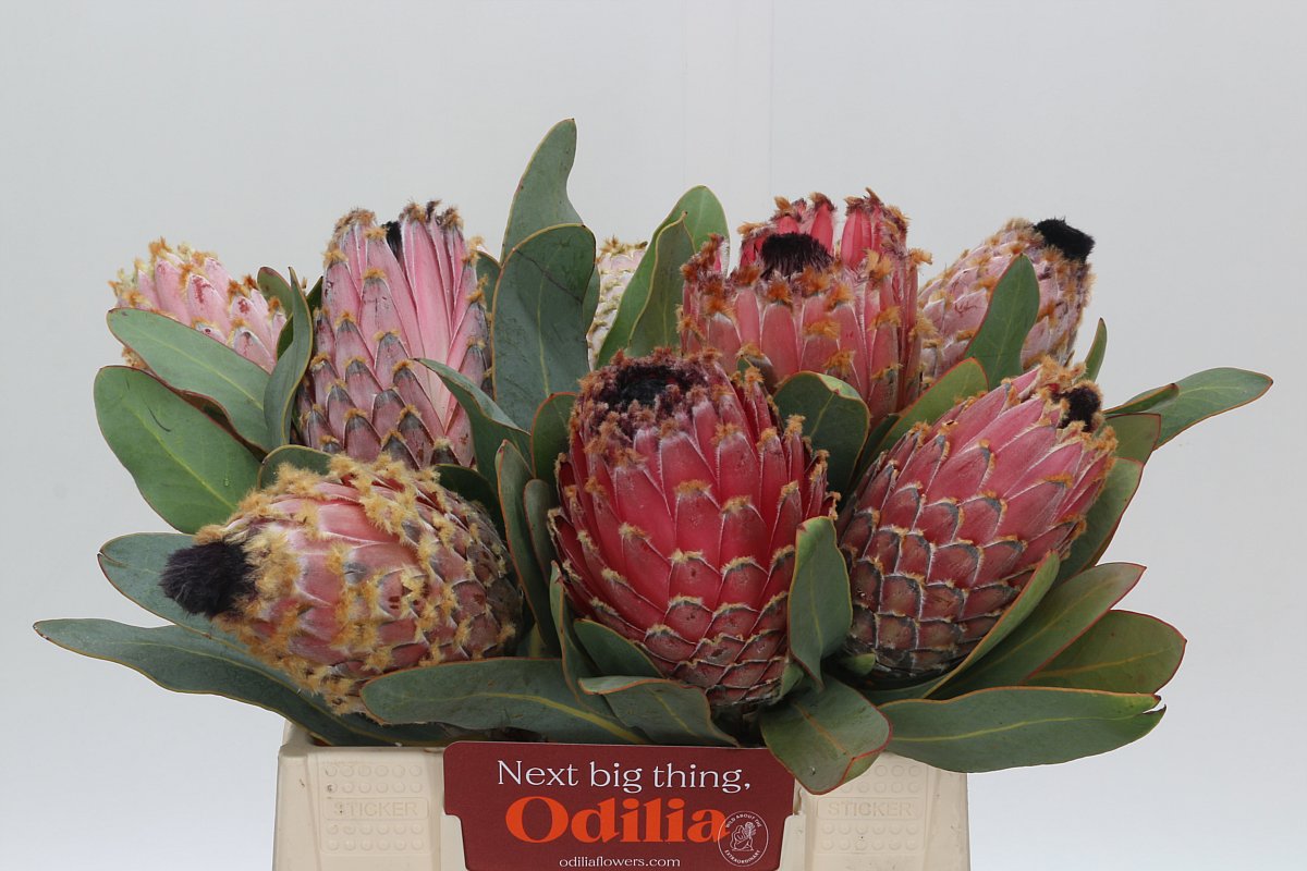 Protea Barbigera 40cm