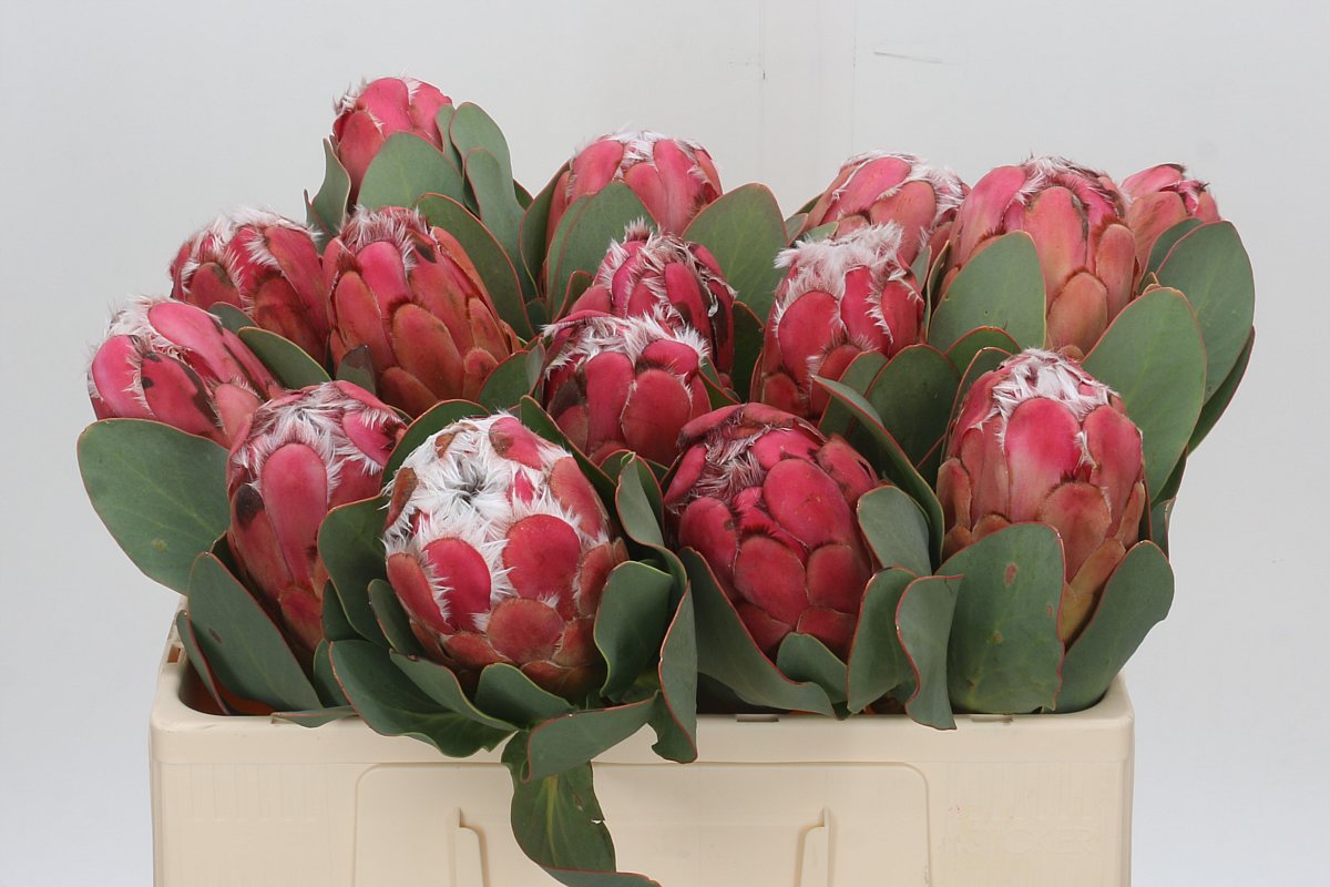 Protea Grandiceps 50cm